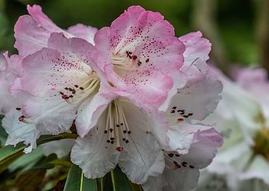 Azalea