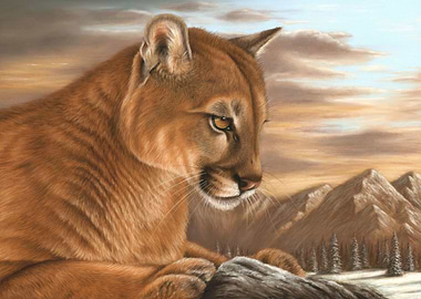 Mountain Lion