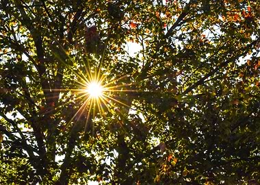 Sun Behind Tree Leaves