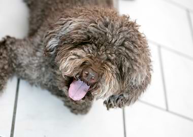 Lagotto Romagnolo macro