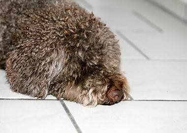 Lagotto Romagnolo macro