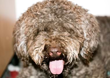 Lagotto Romagnolo macro