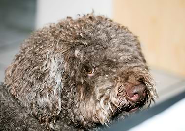 Lagotto Romagnolo macro