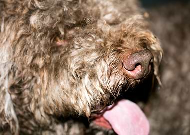 Lagotto Romagnolo macro
