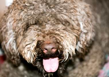 Lagotto Romagnolo macro