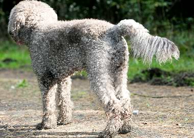 Lagotto Romagnolo macro