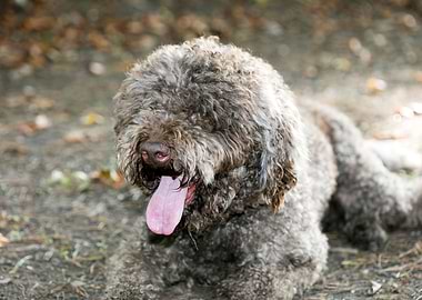 Lagotto Romagnolo macro