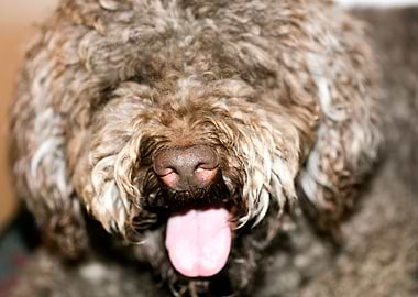Lagotto Romagnolo macro