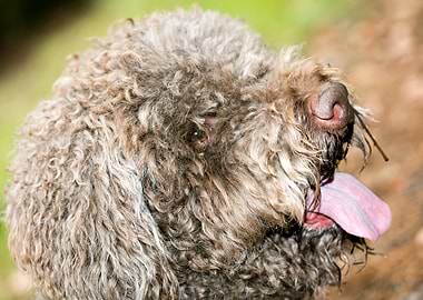Lagotto Romagnolo macro