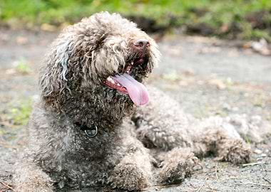 Lagotto Romagnolo macro