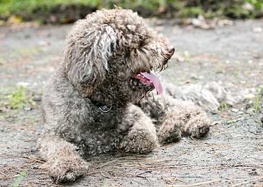 Lagotto Romagnolo macro