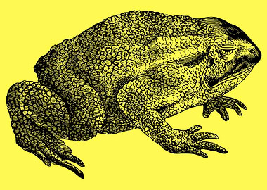 funny and cute frog art