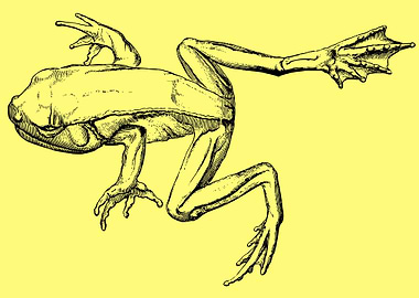 funny and cute frog art