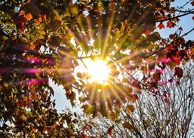 Sun Shining Through Leaves