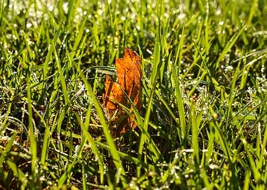 Fall Leaf In Grass