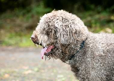 Lagotto Romagnolo macro