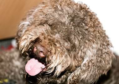 Lagotto Romagnolo macro