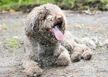 Lagotto Romagnolo macro