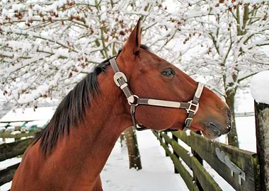 Snow Horse