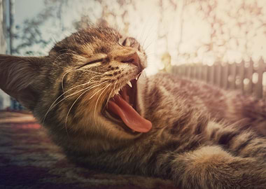 striped cat yawning
