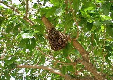 Bee Hive