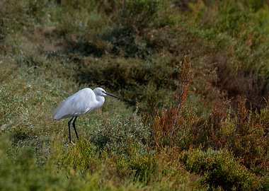 Egret