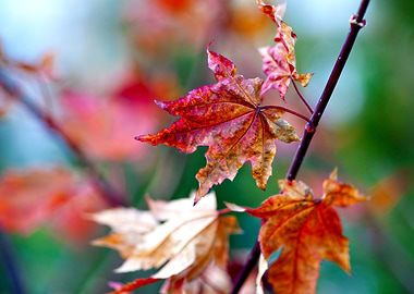 Delicate Maple Leaves