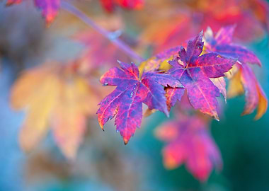 Elegant Maple Leaves