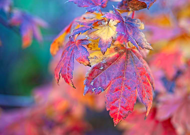 Stunning Maple Leaves