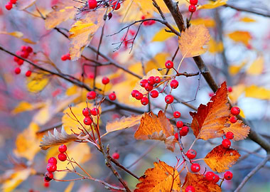 Delicate hawthorn shrub