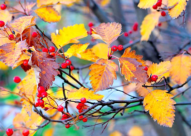 Classy hawthorn shrub