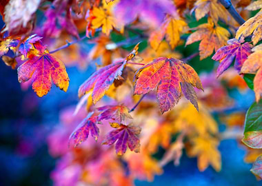 Pleasing Maple Leaves