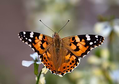 Painted Lady