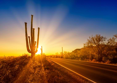 SAGUARO Setting Sun