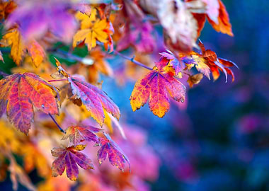 Dazzling Maple Leaves