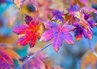 Beautiful Maple Leaves
