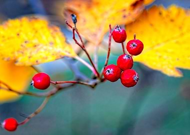 Stylish hawthorn shrub