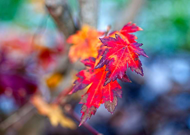 Colorful Maple Leaves