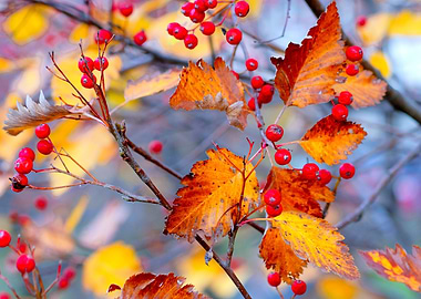 Elegant hawthorn shrub