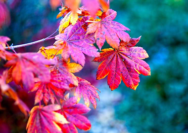 Marvelous Maple Leaves