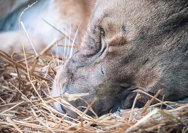 Sleeping Lion