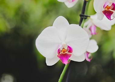 white orchids photography