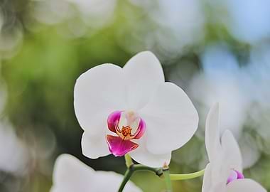 white orchid