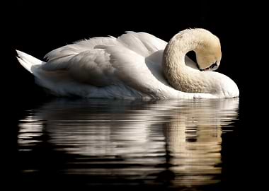 White Swan