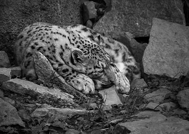 Portrait of a Snow Leopard