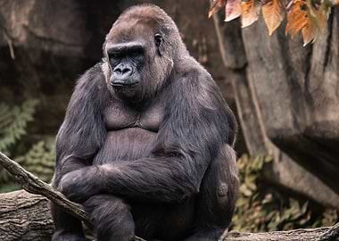 Smug Gorilla