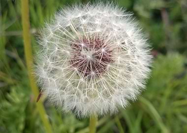 Dandelion