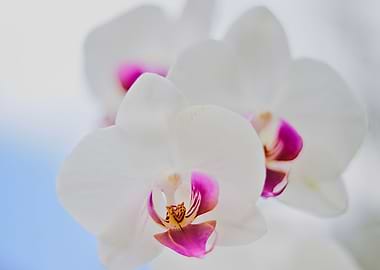 white orchids photography