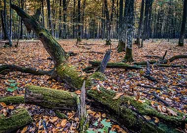 Autumn mossy fallen tree