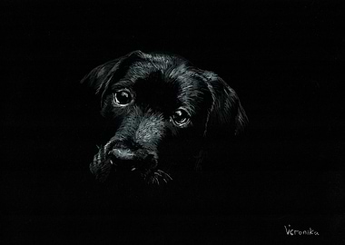Dog black and white